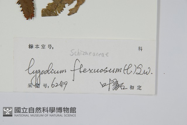 曲軸海金沙藏品圖，第2張