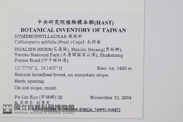 毛桿蕨藏品圖，第2張