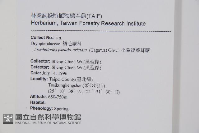 小葉複葉耳蕨藏品圖，第2張