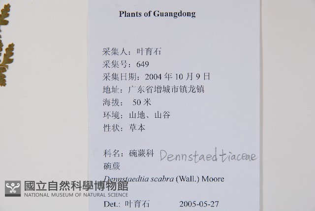 碗蕨藏品圖，第2張
