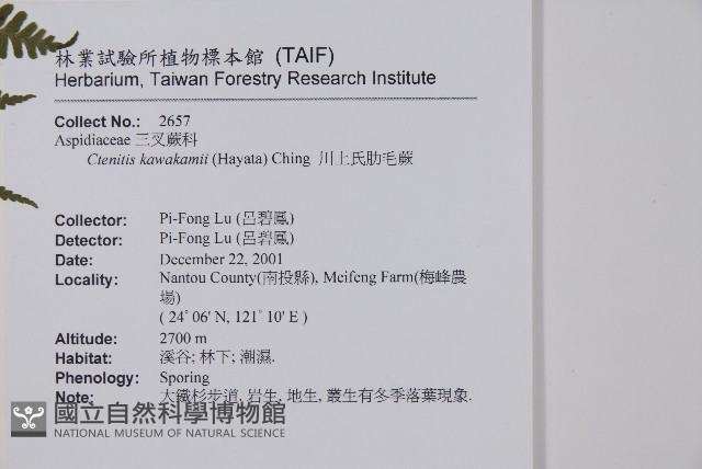 川上氏肋毛蕨藏品圖，第2張