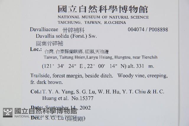 闊葉骨碎補藏品圖，第2張