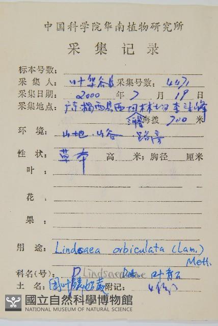 圓葉陵齒蕨藏品圖，第2張