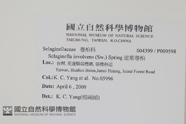 密葉卷柏藏品圖，第2張