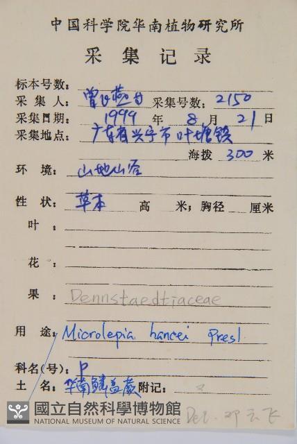 華南鱗蓋蕨藏品圖，第5張