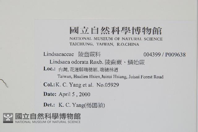 陵齒蕨、鱗始蕨藏品圖，第2張