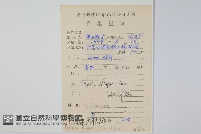 天草鳳尾蕨藏品圖，第2張