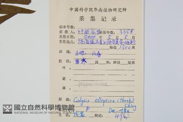 橢圓線蕨藏品圖，第2張