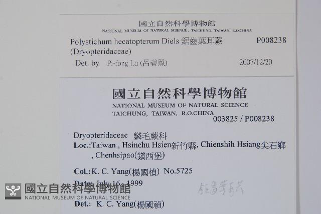 鋸齒葉耳蕨藏品圖，第2張