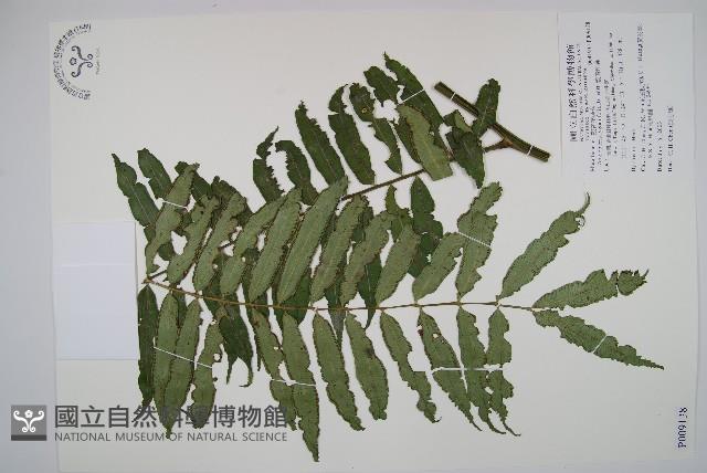 觀音座蓮藏品圖，第1張