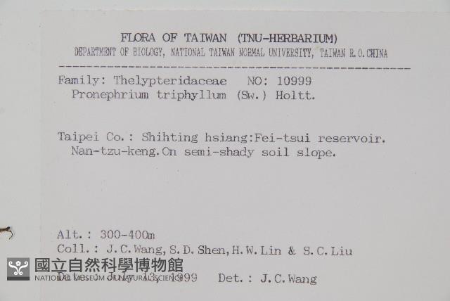 新月蕨藏品圖，第2張