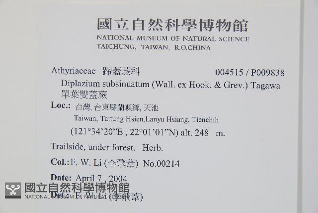 單葉雙蓋蕨藏品圖，第2張