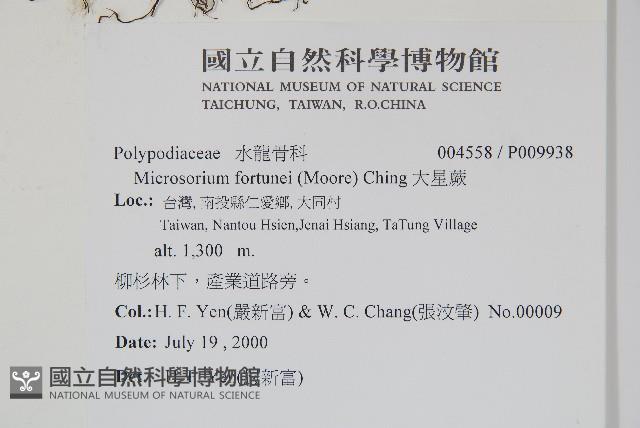 大星蕨藏品圖，第2張