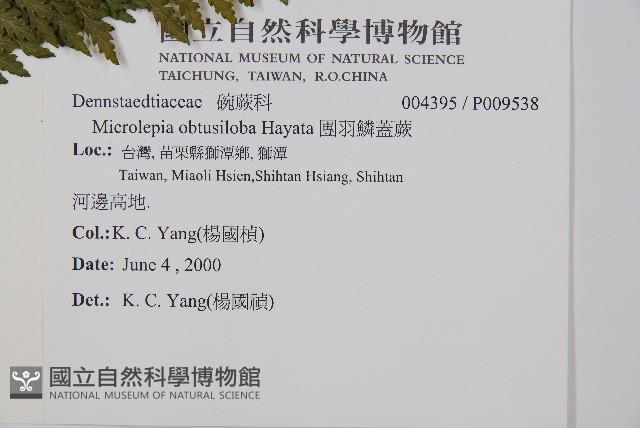 團羽鱗蓋蕨藏品圖，第2張