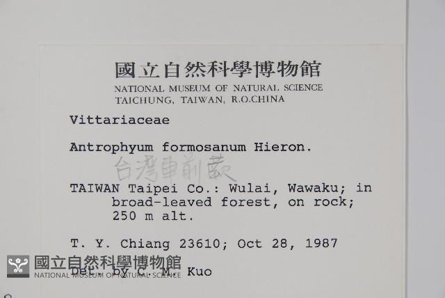 臺灣車前蕨藏品圖，第2張