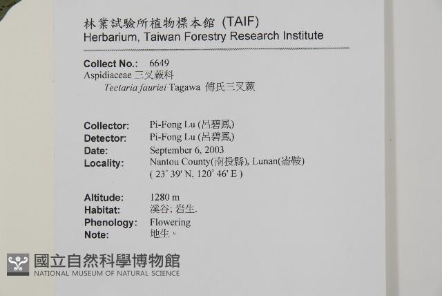 傅氏三叉蕨藏品圖，第2張