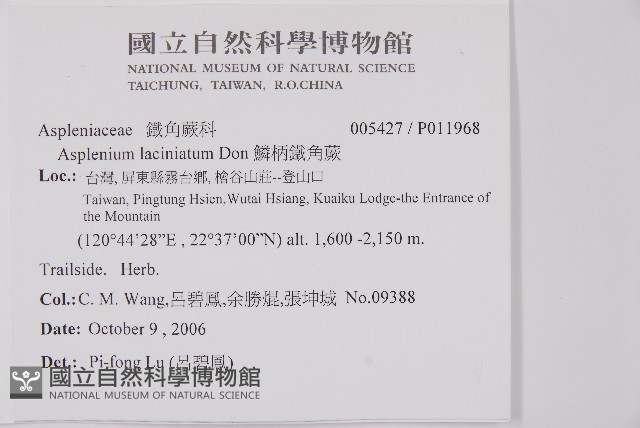 鱗柄鐵角蕨藏品圖，第2張