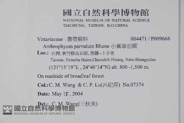 無柄車前蕨、小車前蕨藏品圖，第2張