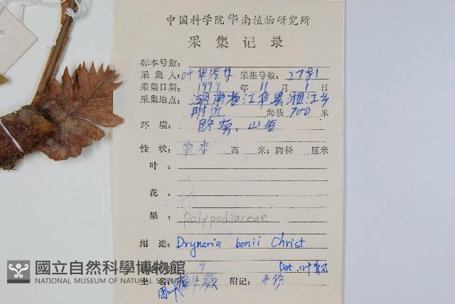 團葉槲蕨藏品圖，第2張