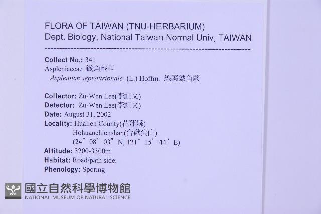 Forked spleenwort Collection Image, Figure 2, Total 4 Figures