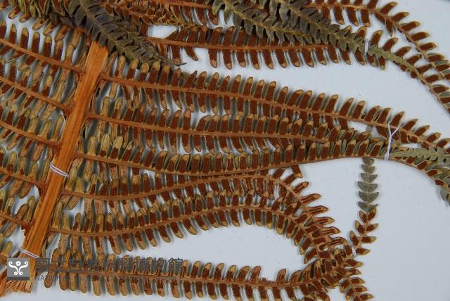 登錄號:P009768藏品圖，第5張