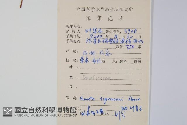 圓蓋陰石蕨藏品圖，第2張