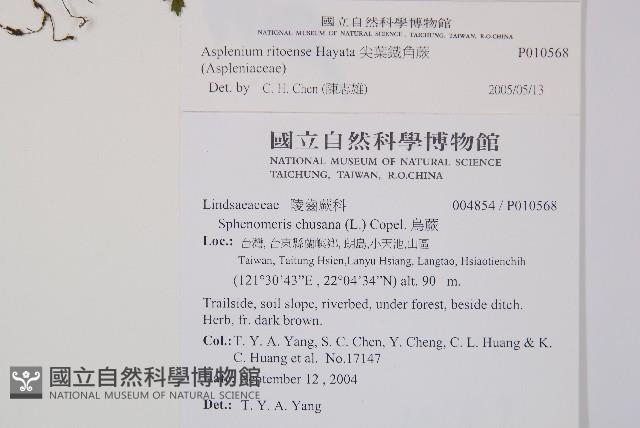 尖葉鐵角蕨藏品圖，第5張