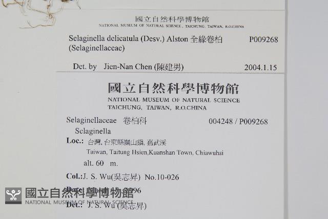 全緣卷柏藏品圖，第2張