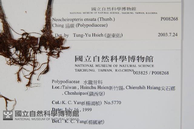 扇蕨藏品圖，第2張