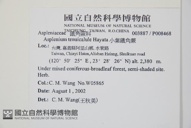 小葉鐵角蕨藏品圖，第2張