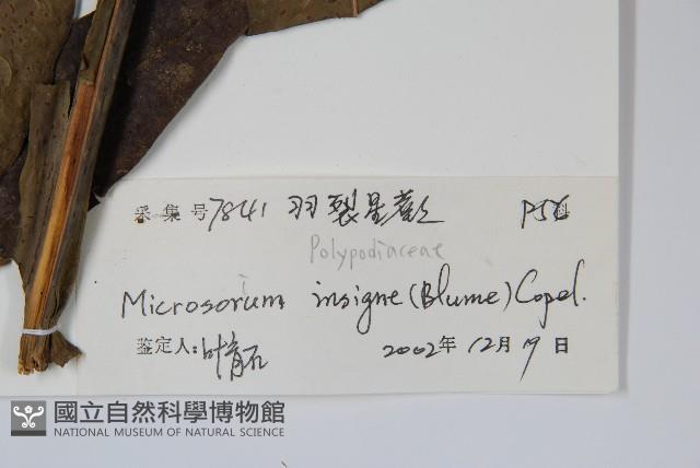 箭葉星蕨藏品圖，第2張