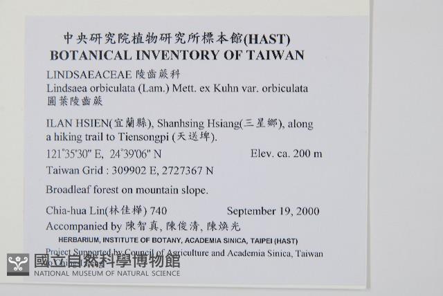 圓葉陵齒蕨藏品圖，第2張