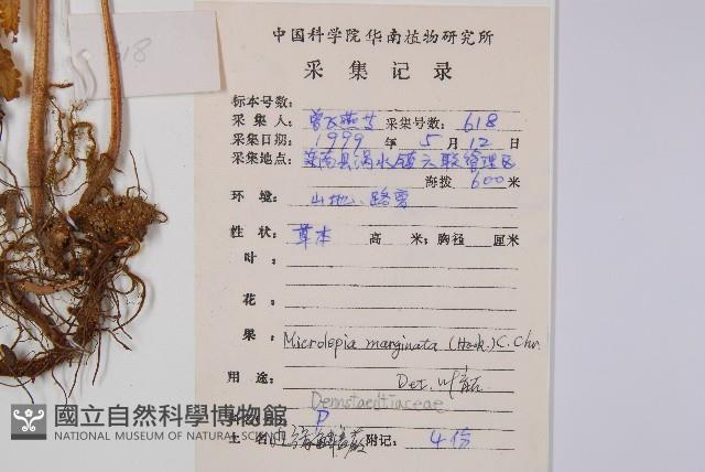 邊緣鱗蓋蕨藏品圖，第2張