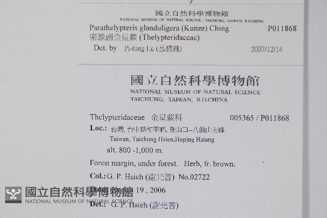 密腺副金星蕨藏品圖，第2張