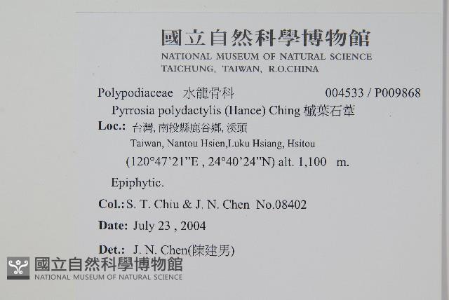 槭葉石葦藏品圖，第2張