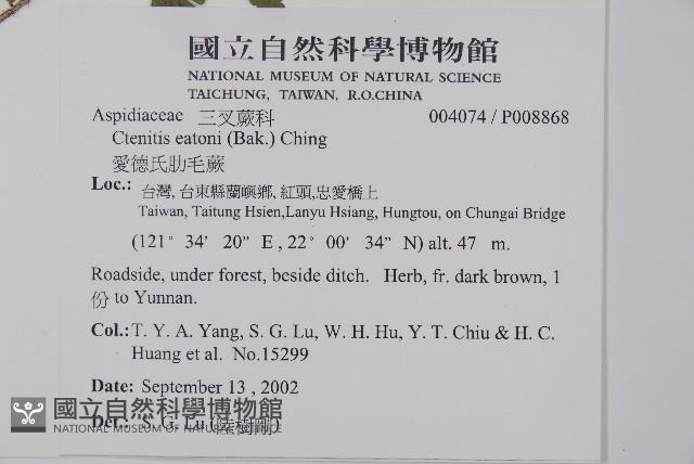 愛德氏肋毛蕨藏品圖，第2張