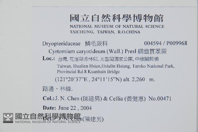 細齒貫眾蕨藏品圖，第2張