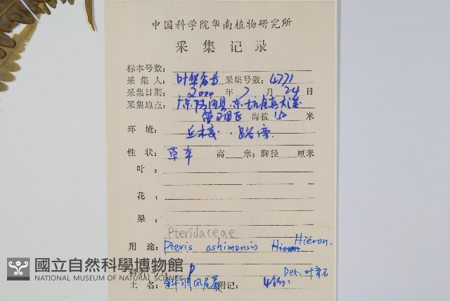 斜羽鳳尾蕨藏品圖，第2張