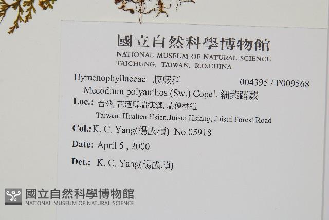 細葉蕗蕨藏品圖，第2張