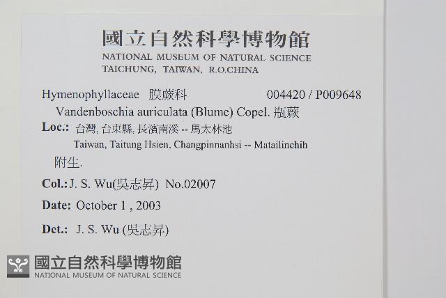 瓶蕨藏品圖，第2張