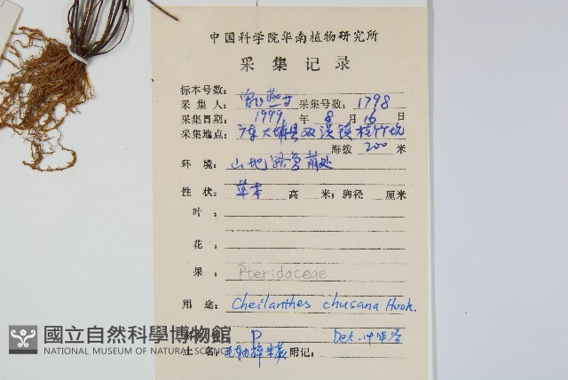 細葉碎米蕨藏品圖，第2張