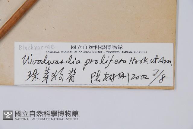 東方狗脊蕨藏品圖，第2張