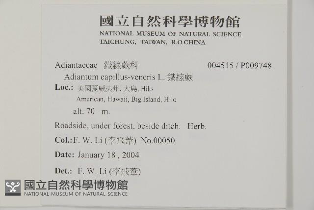 鐵線蕨藏品圖，第2張