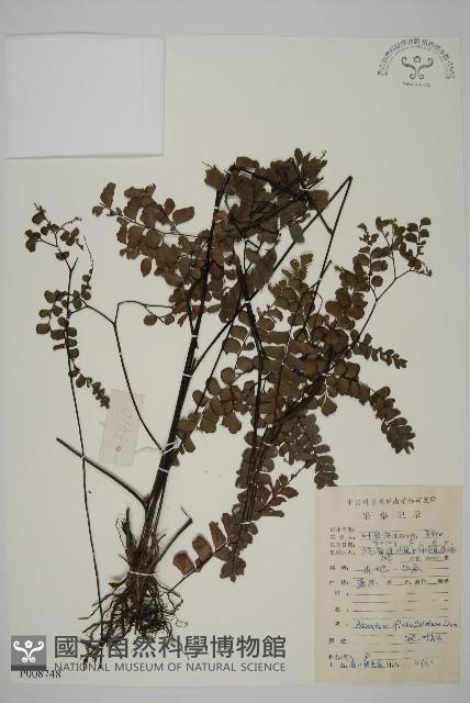 扇葉鐵線蕨藏品圖，第1張