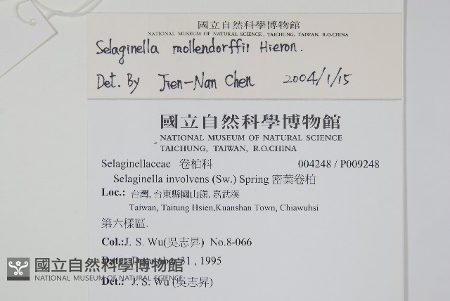 異葉卷柏藏品圖，第2張