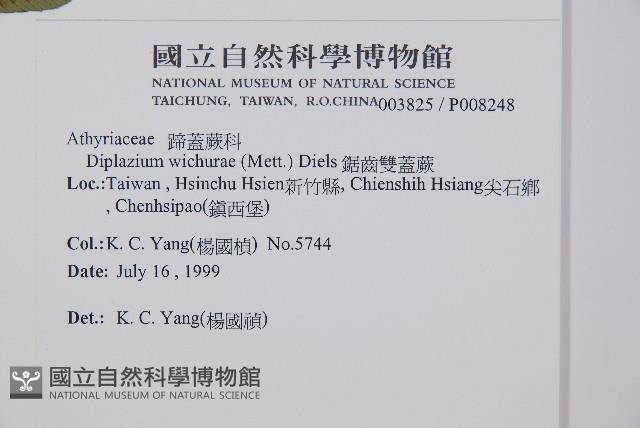 鋸齒雙蓋蕨、線葉雙蓋蕨、刺鱗雙蓋蕨藏品圖，第2張