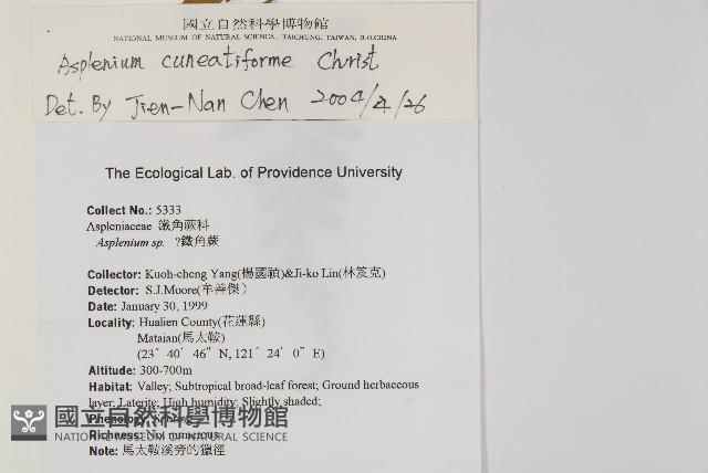 大蓬萊鐵角蕨藏品圖，第2張