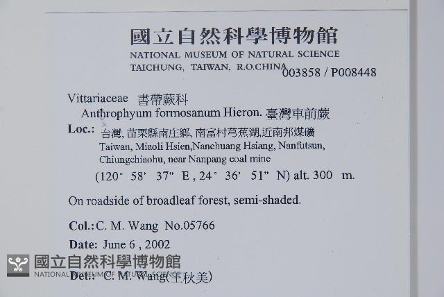 臺灣車前蕨藏品圖，第2張