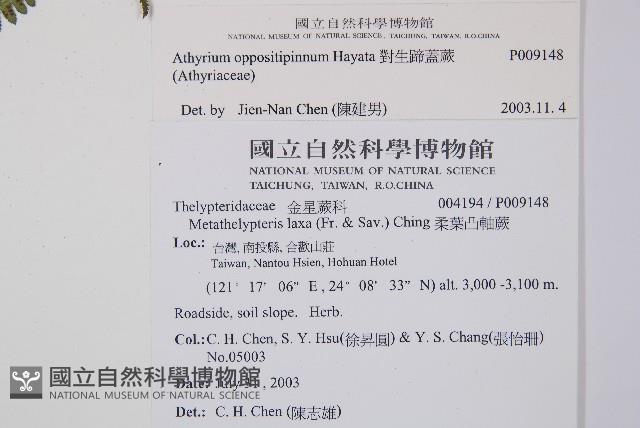 對生蹄蓋蕨藏品圖，第5張