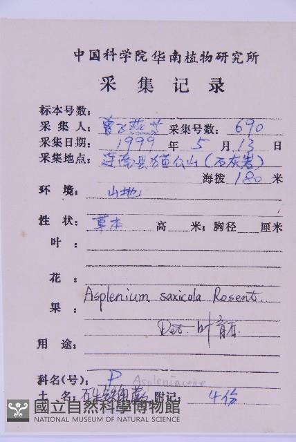 石生鐵角蕨藏品圖，第2張